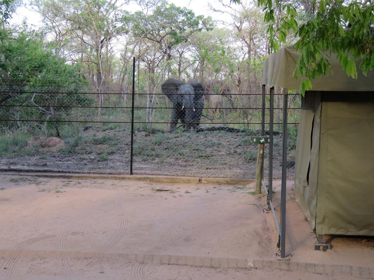 Tented Adventures Pretoriuskop Rest Camp Экстерьер фото